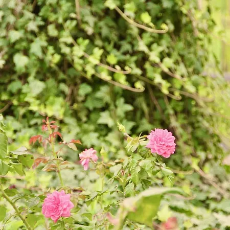 La Mura - Luxury Pool By The Vineyard Costigliole d'Asti